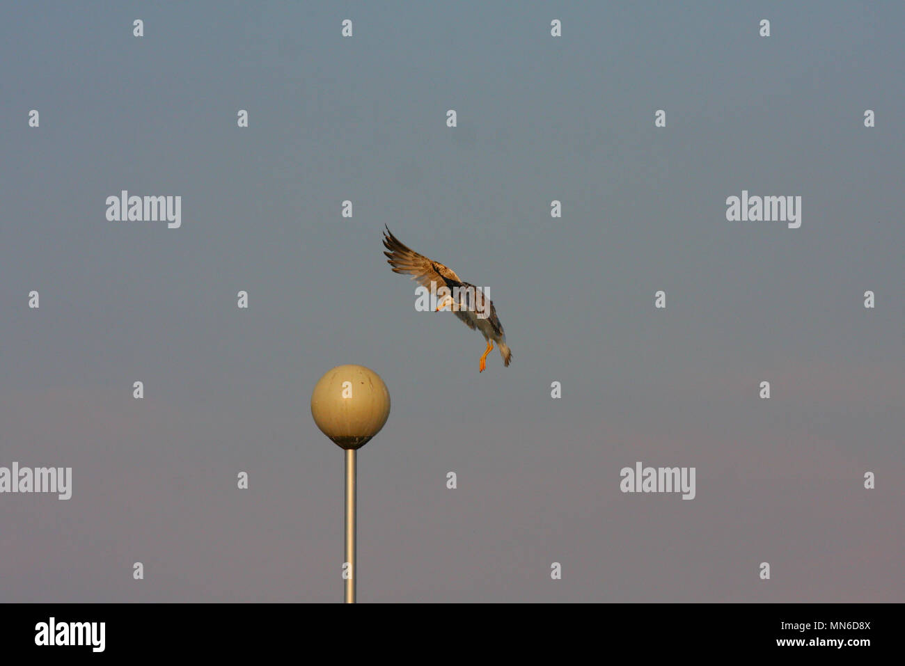 Eine große Möwe ild Vogel Landung auf einer Straßenlaterne Kugel in der Nähe eines kleinen Sees. Stockfoto