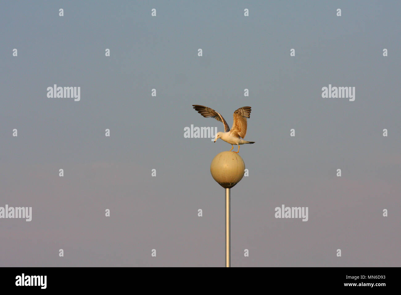 Eine große Möwe ild Vogel Landung auf einer Straßenlaterne Kugel in der Nähe eines kleinen Sees. Stockfoto