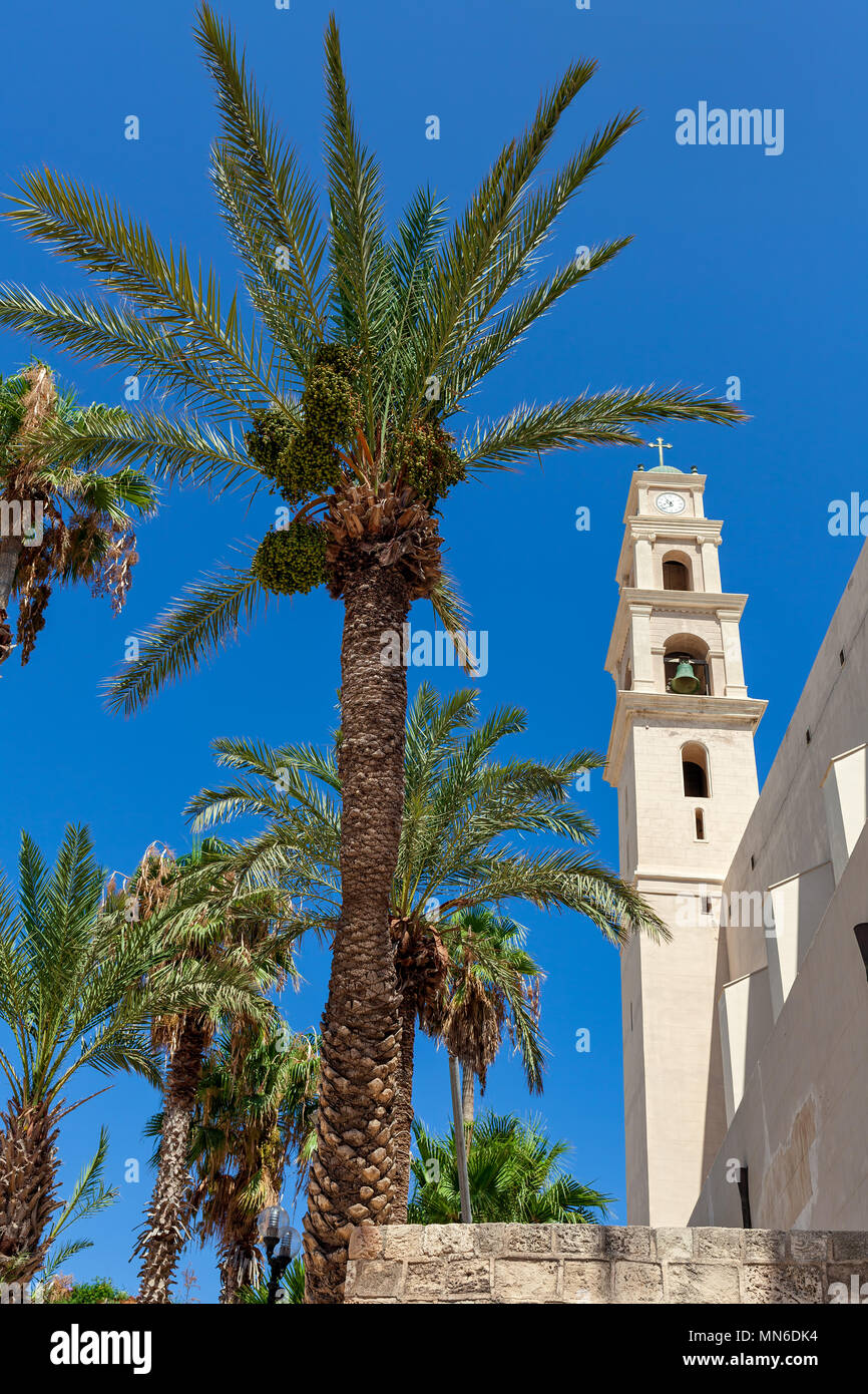 St. Peter's Kirche Glockenturm wie gesehen durch Palmen unter blauem Himmel in der Altstadt von Jaffa, Israel. Stockfoto