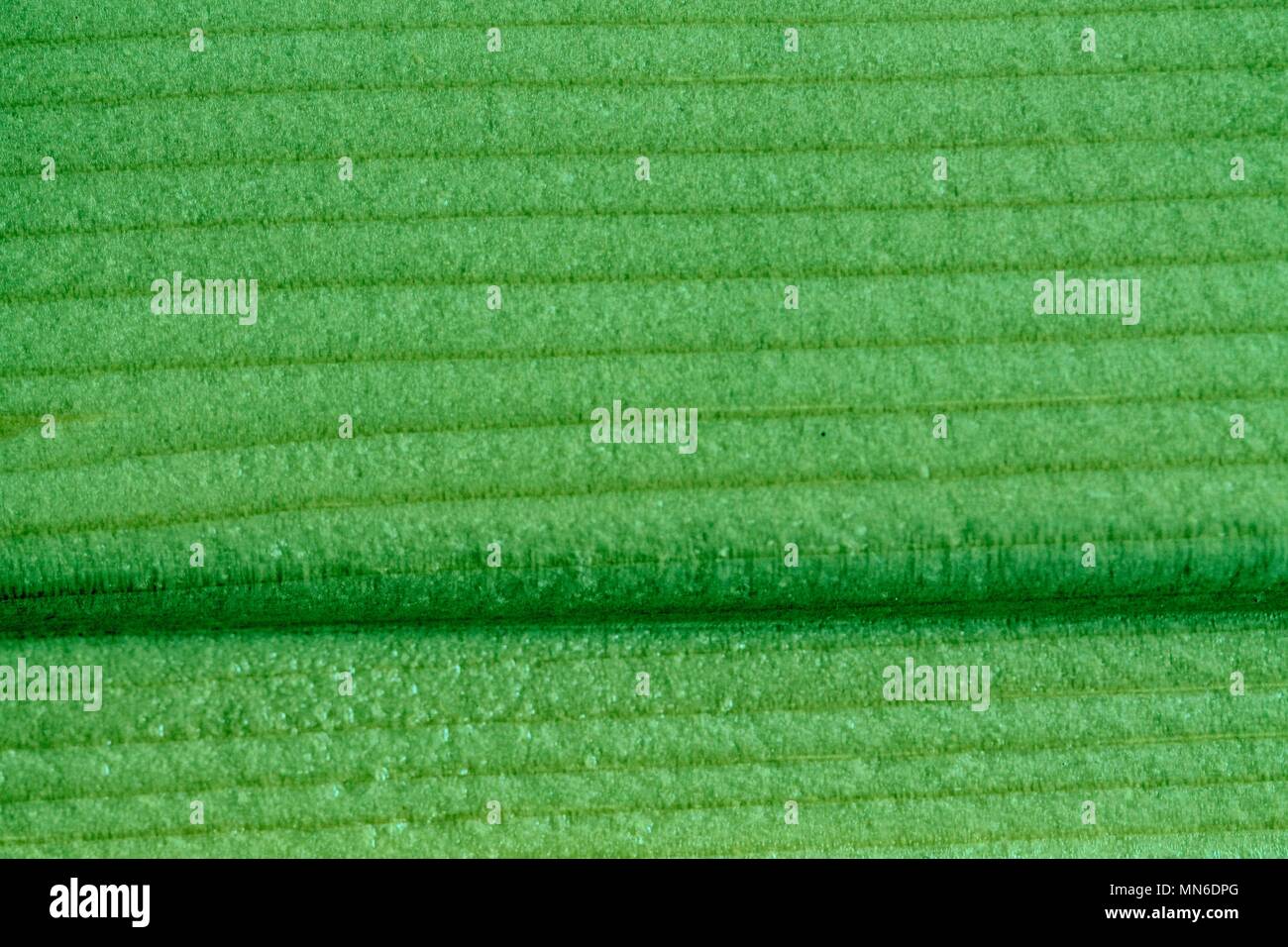 Ultra grün Holz- Textur, leere Holz Hintergrund. Stockfoto