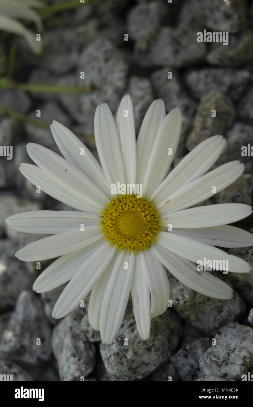 Grosse Daisy mit Detail auf gelben Center Makro Stockfoto