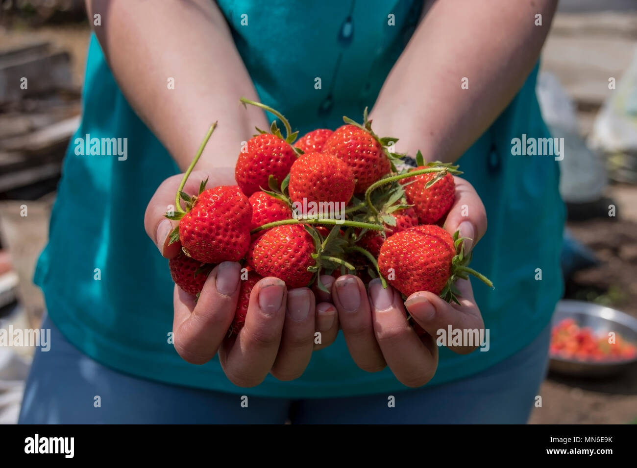 Organische gesammelten Erdbeeren in den Händen halten Stockfoto