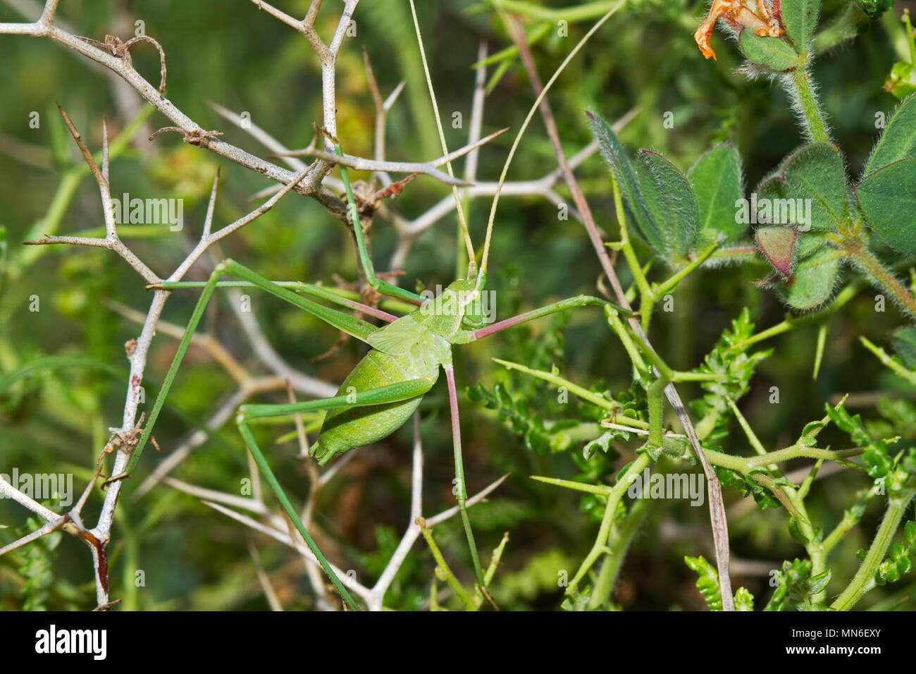 Ein Green Bush Cricket mit perfekter Tarnung, fast unsichtbar in den Büschen Stockfoto