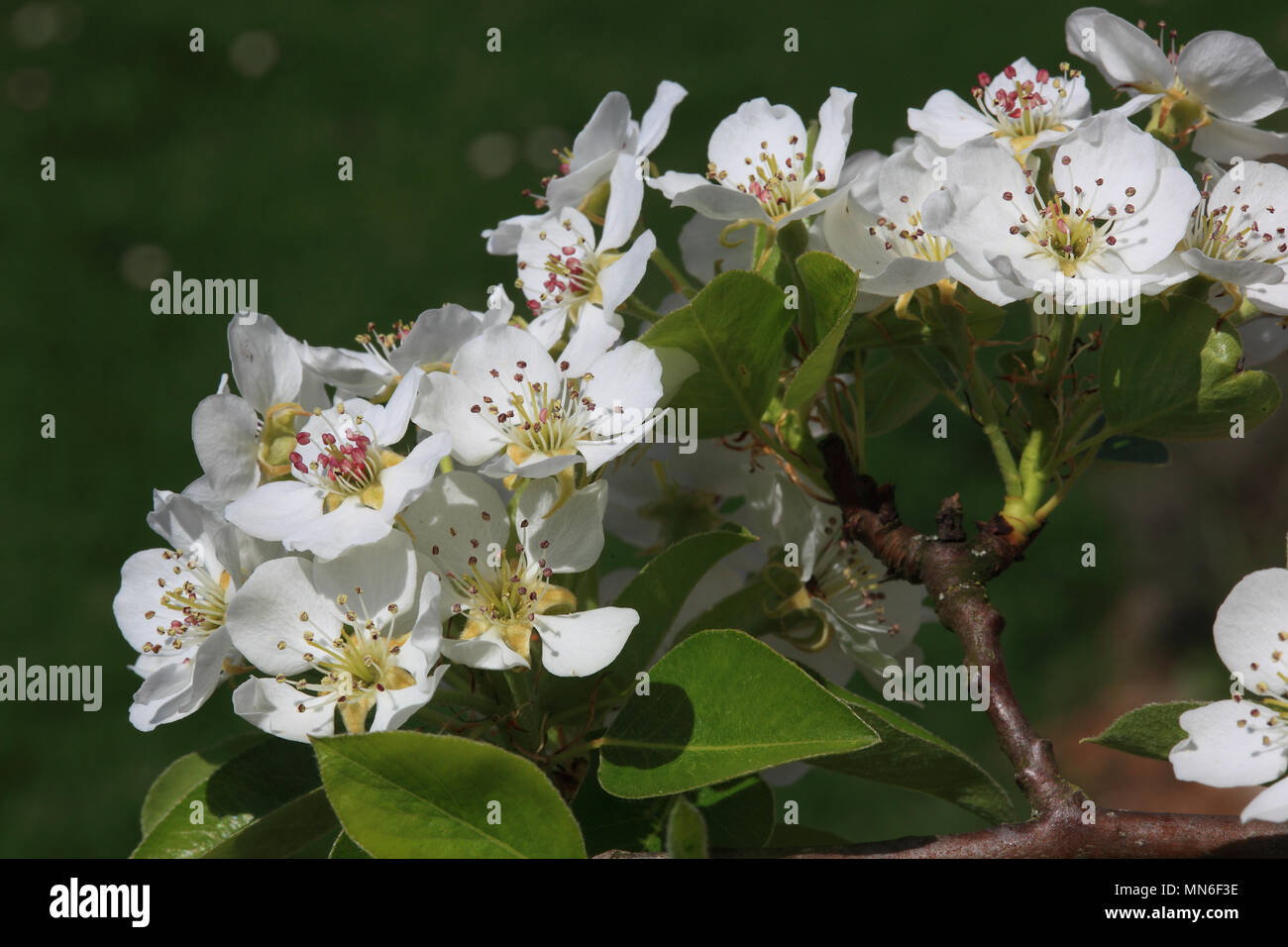 Blühende Birnbaum, tree blossom der Birne, Pyrus domestica Stockfoto