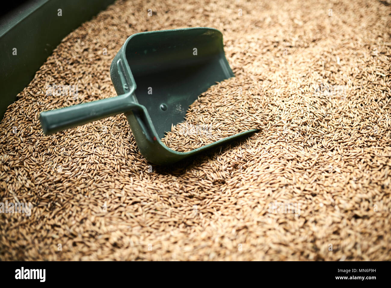 Futtergetreide in einem großen grünen Tank und eine handshovel Stockfoto