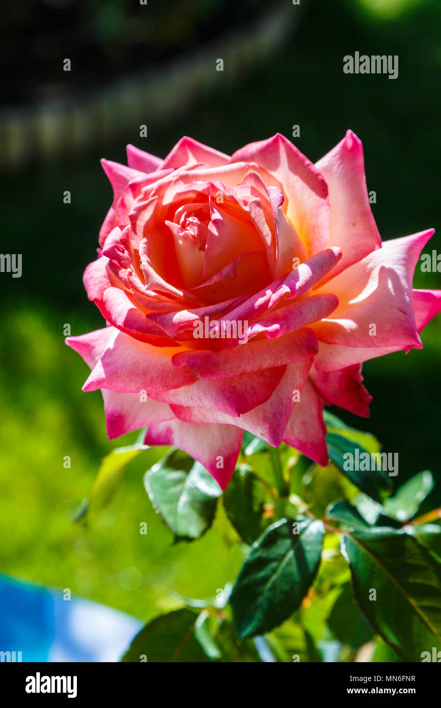 Rose Blume. Stockfoto