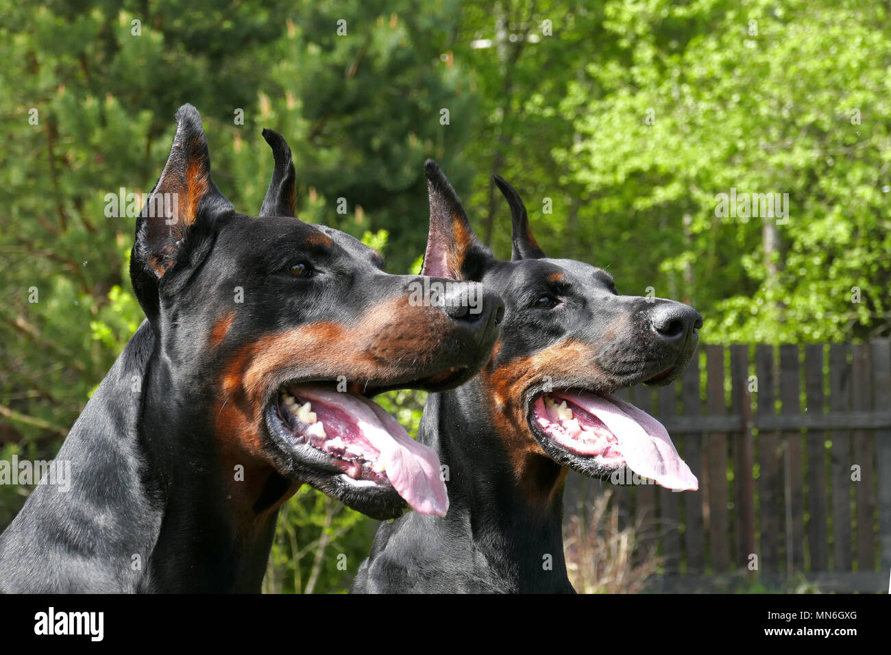 Paar Dobermann Hunde Stockfoto