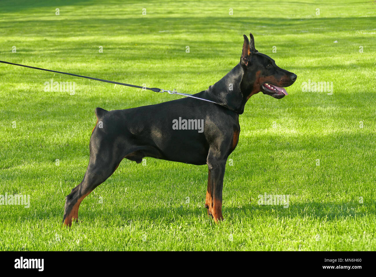 Große schwarze Dobermann Hund im Freien Stockfoto
