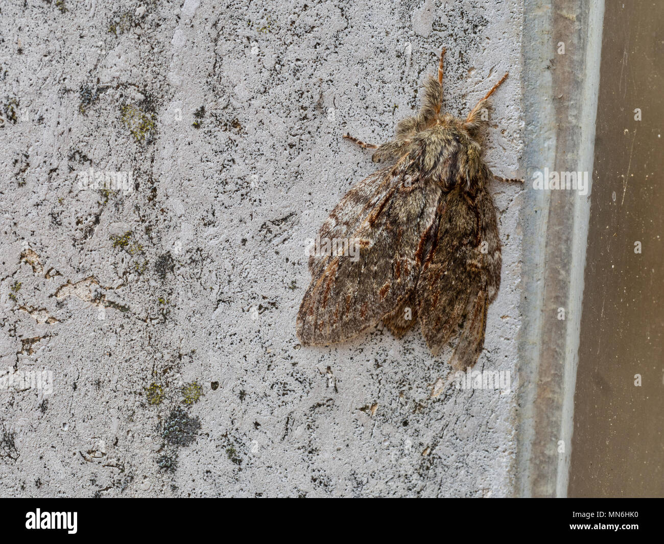 Peridea Fotos und Bildmaterial in hoher Auflösung Alamy