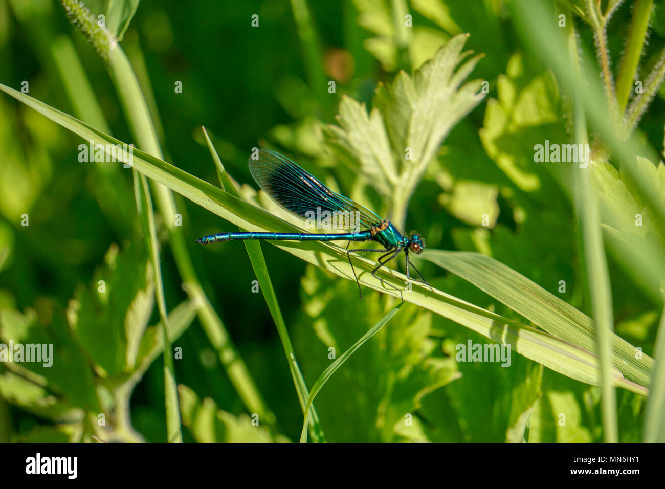 Die Libelle auf dem Gras Stockfoto