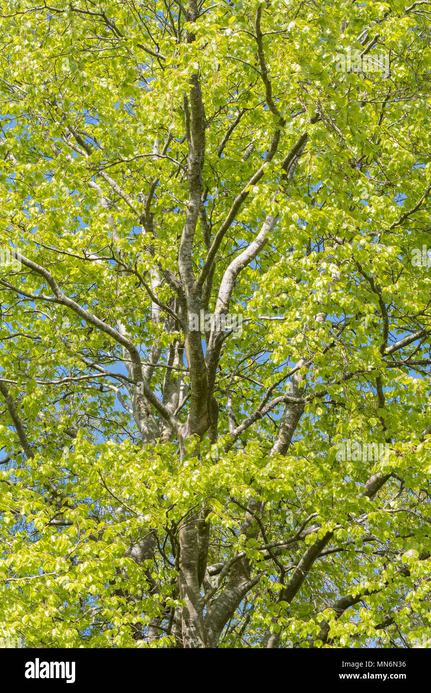 Buche im Frühjahr Stockfoto