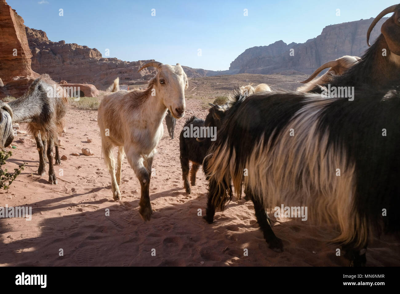 Bedouin Ziegen in einem trockenen Klima Landschaft Stockfoto