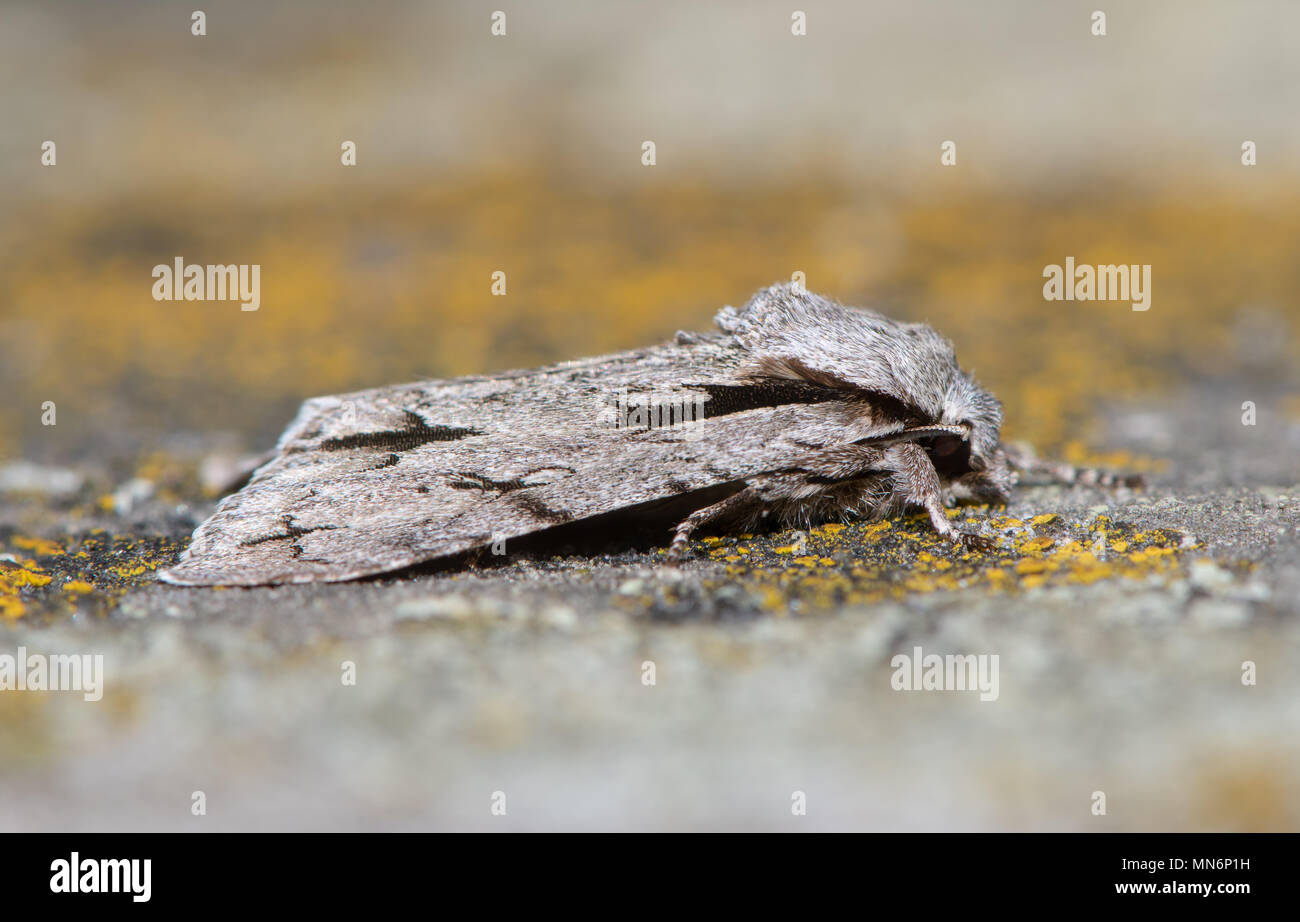 Grau Dolch (Actronicta psi) Motte auf Flechten. Britische Insekt in der Familie Noctuidae, der größte britische Familie von Motten Stockfoto