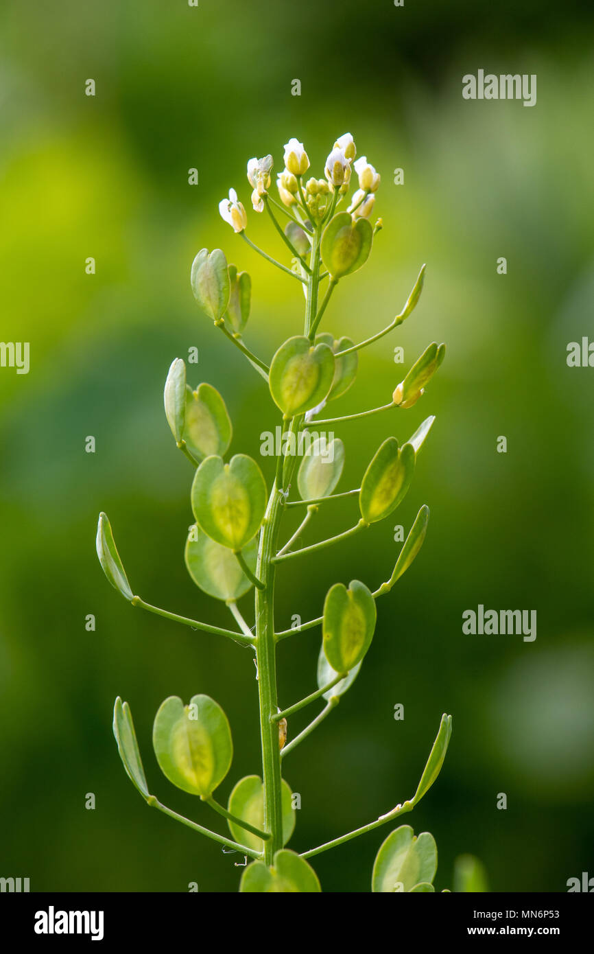 Feld Penny - kresse (Thlaspi arvense) Blumen und Obst. Landwirtschaftlicher Unkraut in der Familie Brassicaceae, zeigt breit geflügelten Samenkapseln Stockfoto