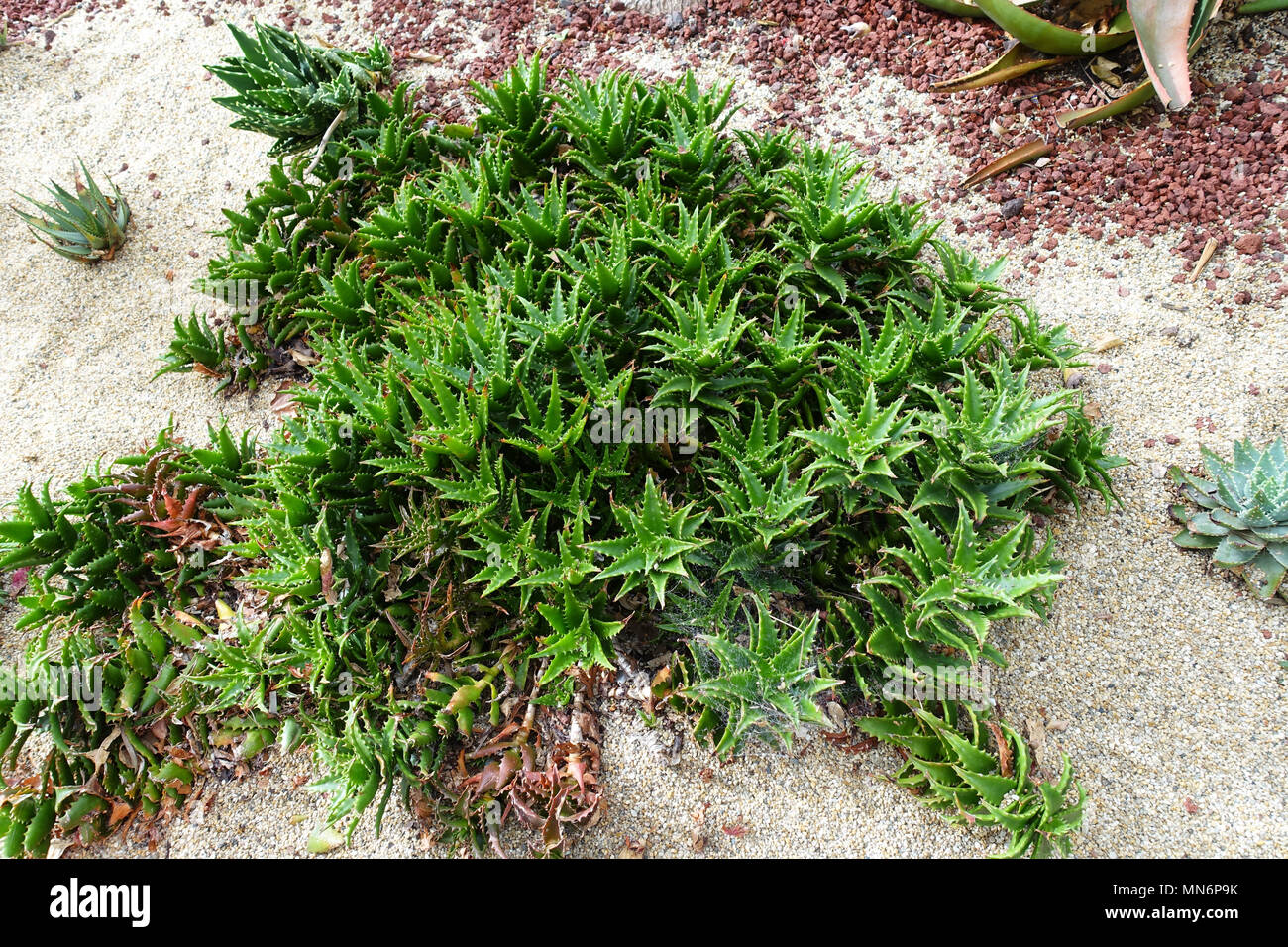 Kleine Aloe Vera Pflanzen im Boden Stockfoto