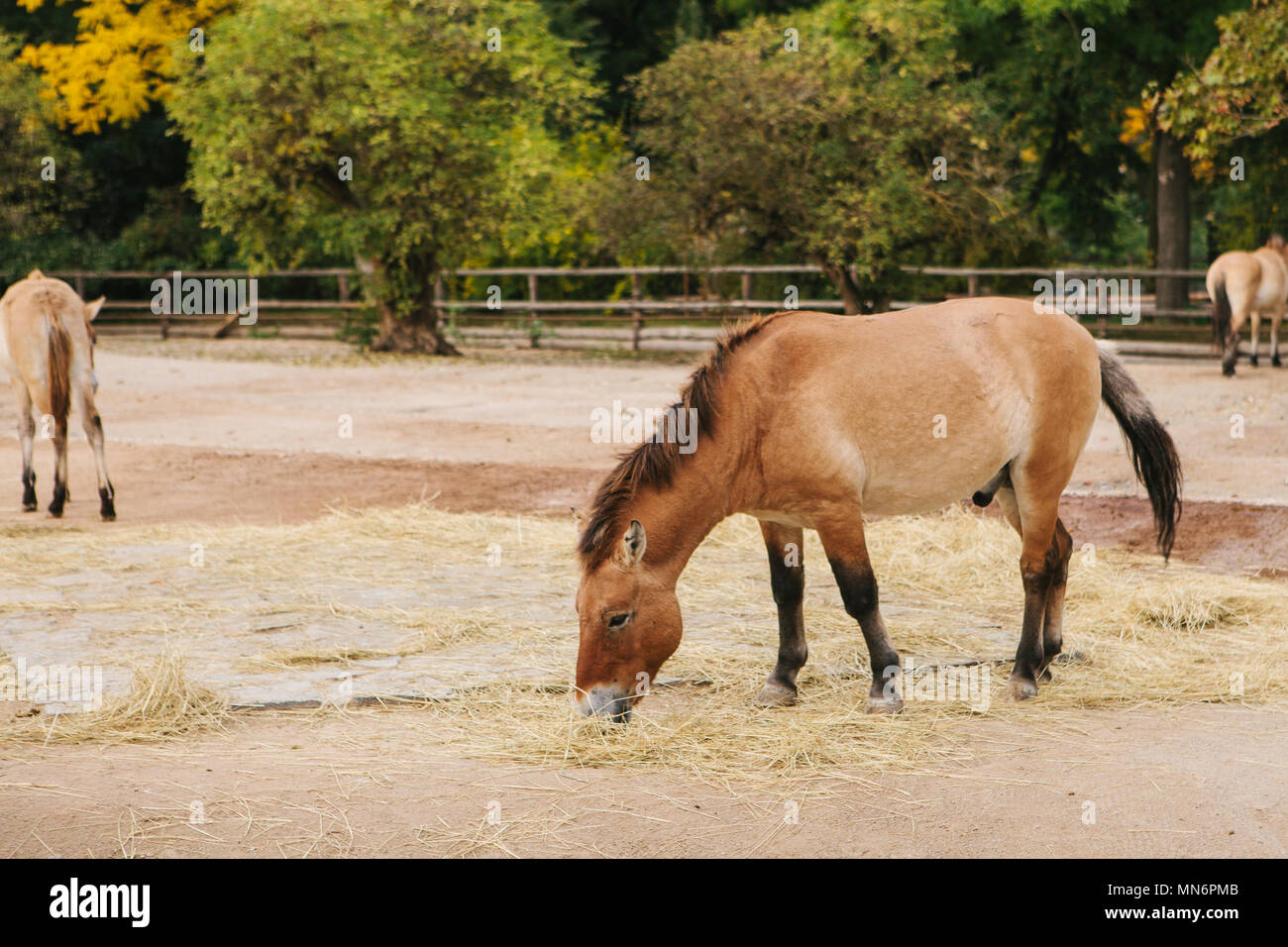 Wildes Pferd oder Esel oder Pony im Zoo von Prag. Säugetier oder Pferd essen Hafer oder Heu. Pferde Herde in Open-air. Stockfoto