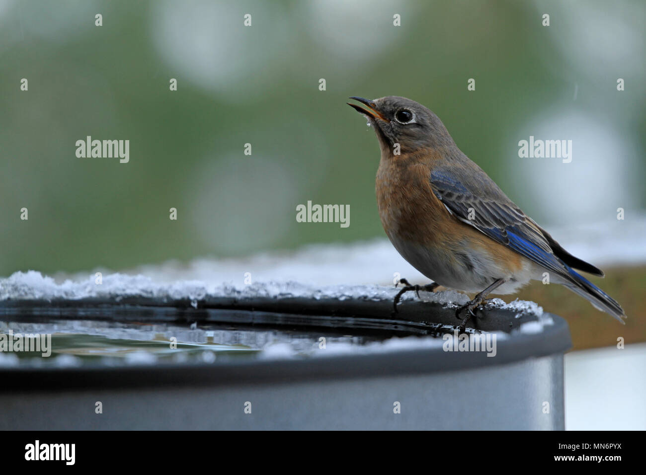 Nahaufnahme einer weiblichen Eastern bluebird (Sialia sialis) trinken aus einem beheizten Birdbath während eines eisbedeckten Kante im Winter gehockt Stockfoto