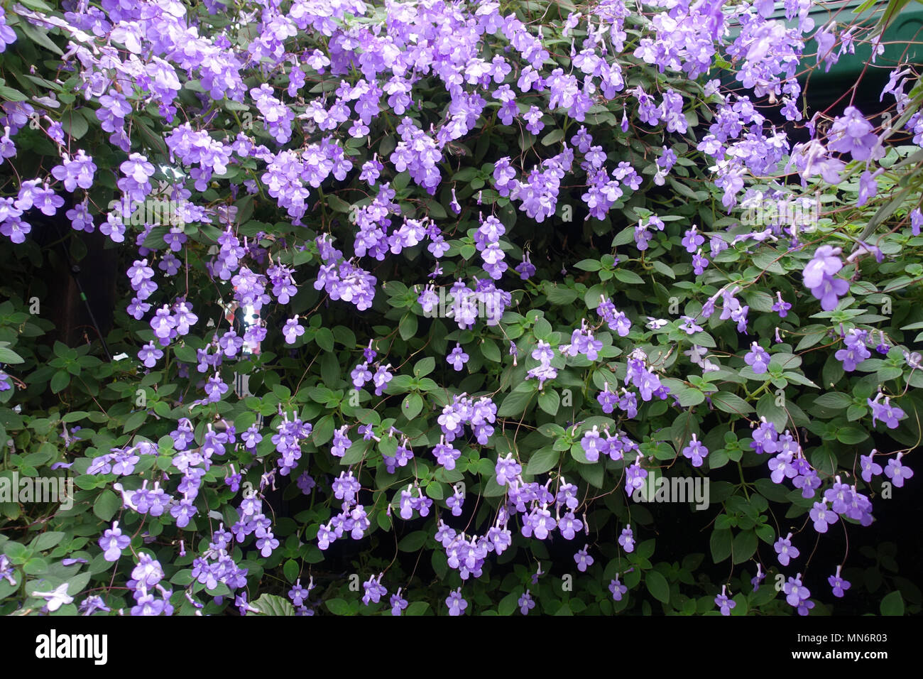 Streptocarpus caulescens oder als Nicken Veilchen Anlage mit blühenden Blumen bekannt Stockfoto