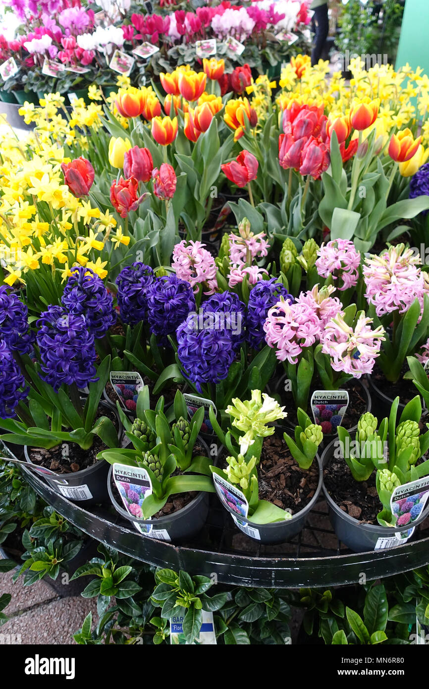 Narzissen, Tulpen und Hyazinthen Blumen Australien Stockfoto