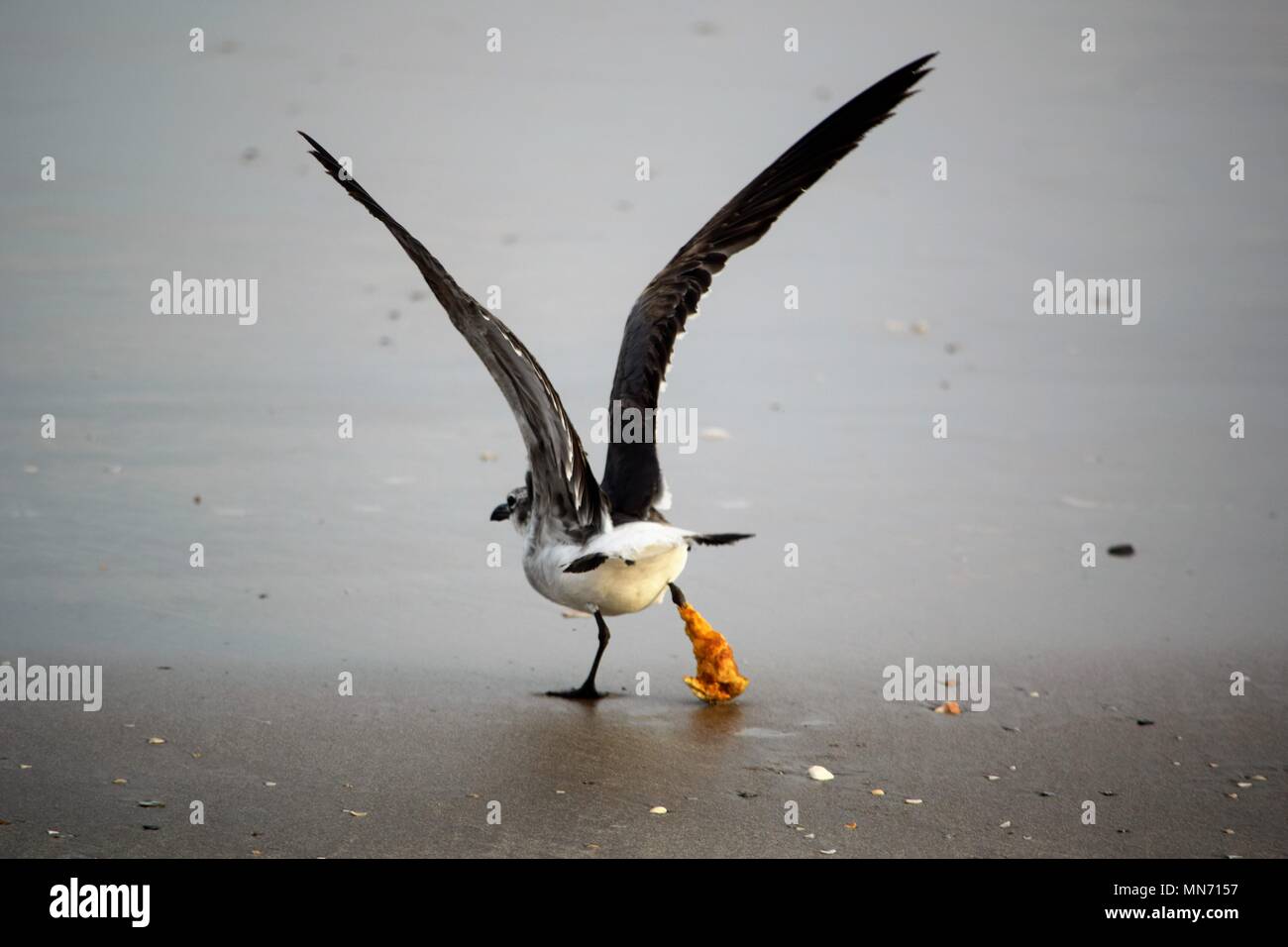 Die Maut auf die Tier- und Pflanzenwelt Stockfoto