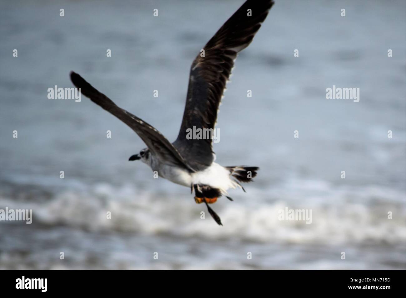 Die Maut auf die Tier- und Pflanzenwelt Stockfoto