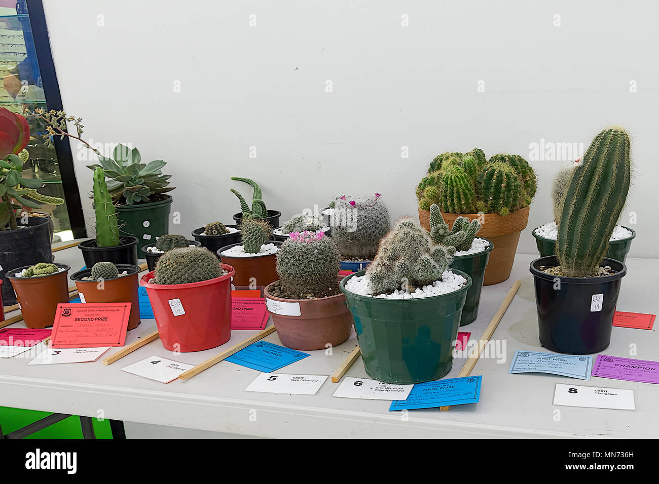 Aus dutzenden von Einträge zu dieser Kaktus competion, dies ist eine Anzeige der Gewinner Stockfoto