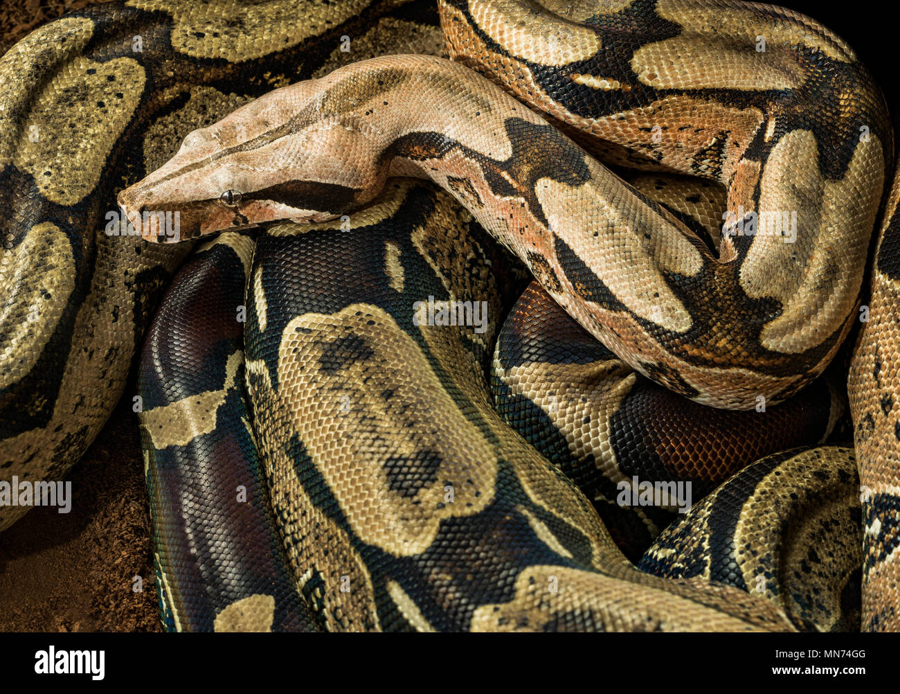 Boa constrictor Constrictor - Surinam Guyana - männlich Stockfoto