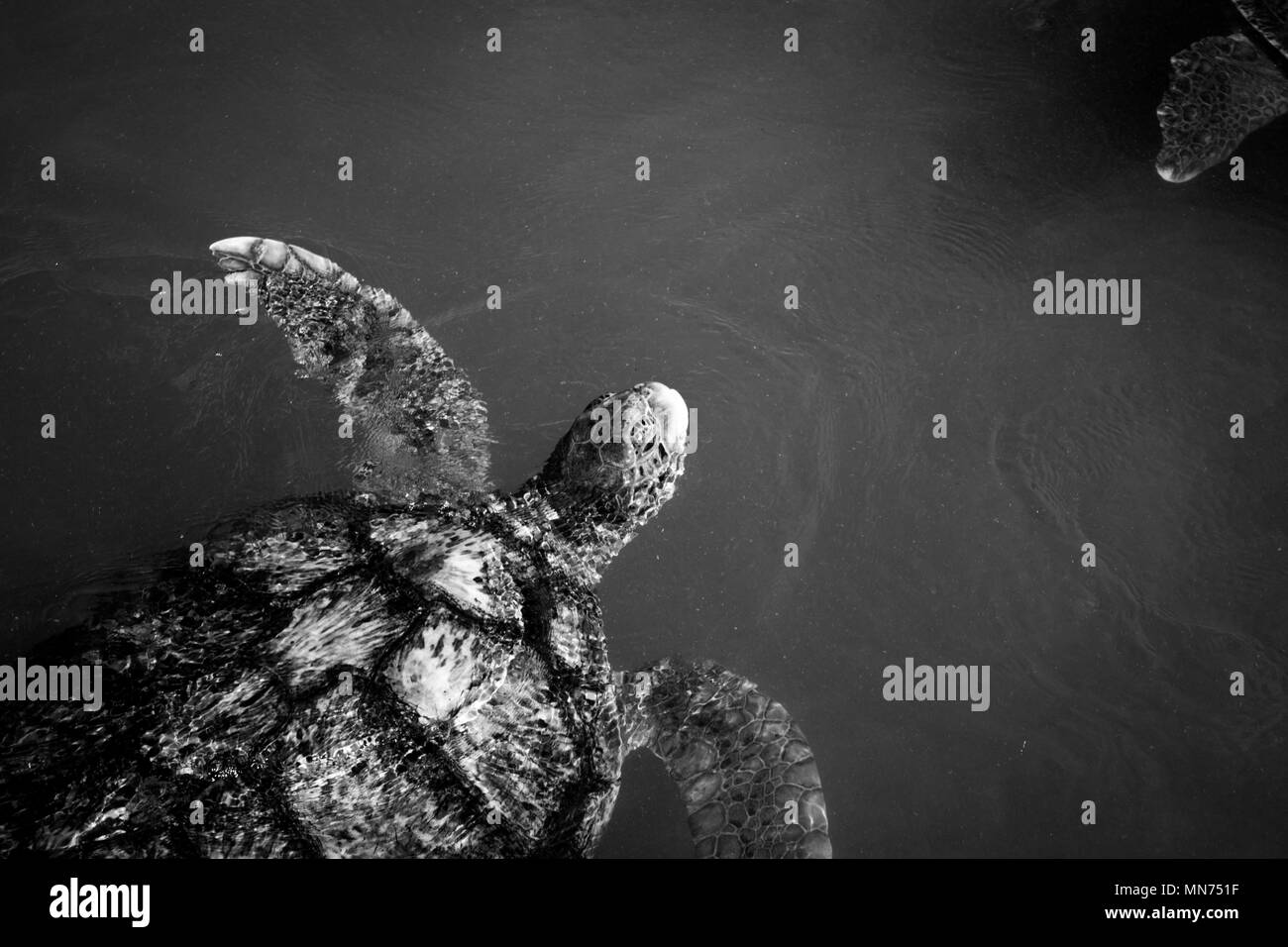 Schildkröten schwimmen in der Karibik Stockfoto