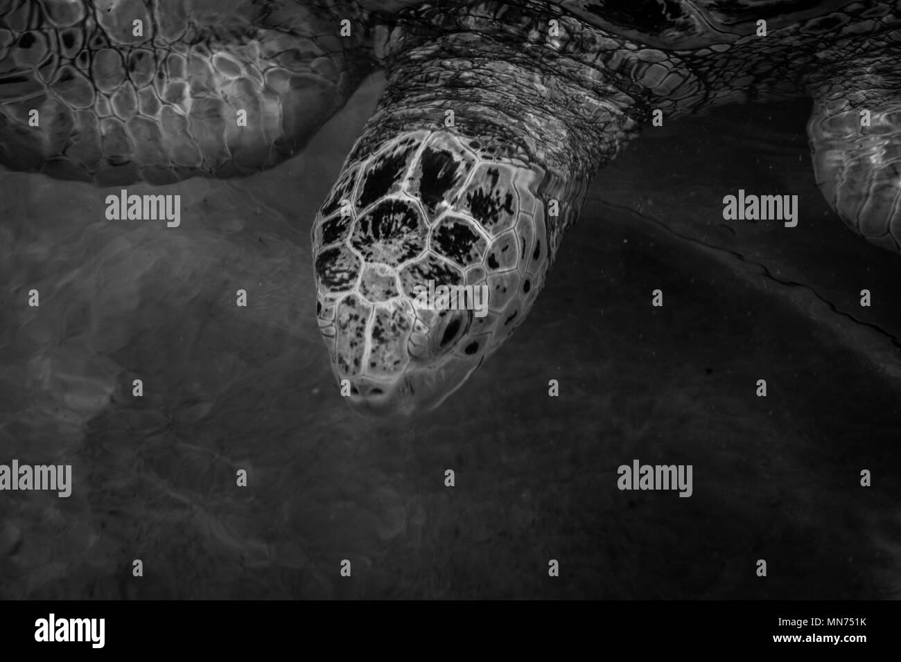 Schildkröten schwimmen in der Karibik Stockfoto