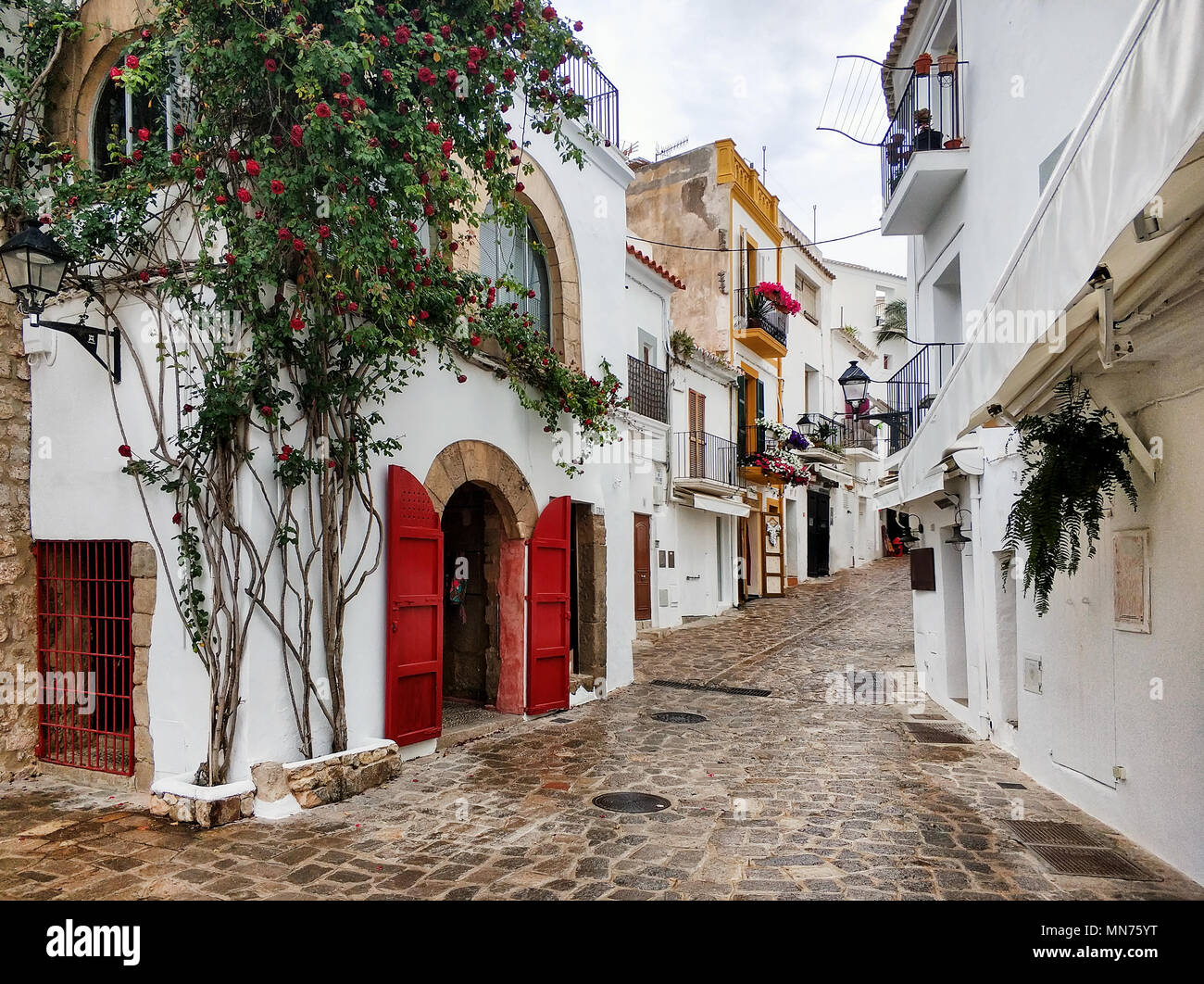 Charmante leer Cobblestone weiß getünchten Straße der Altstadt von Ibiza (Eivissa). Blühende Efeu mit roten Blumen auf einer Hauswand. Balearen. Spanien Stockfoto