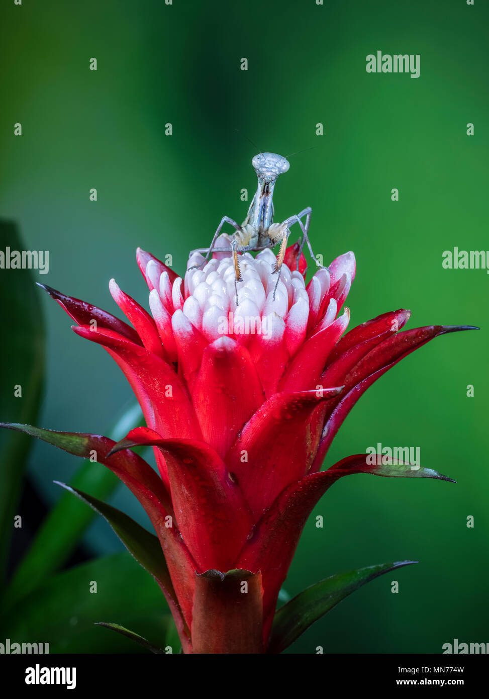 Gottesanbeterin Insekt auf rote und weiße Blume Hochformat Stockfoto