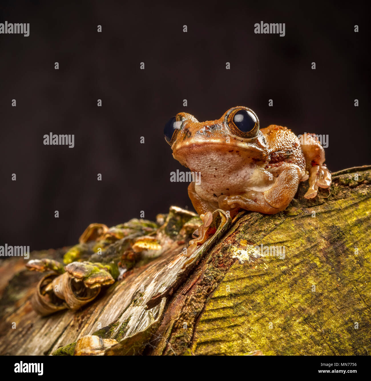 Laubfrosch Anmelden Stockfoto