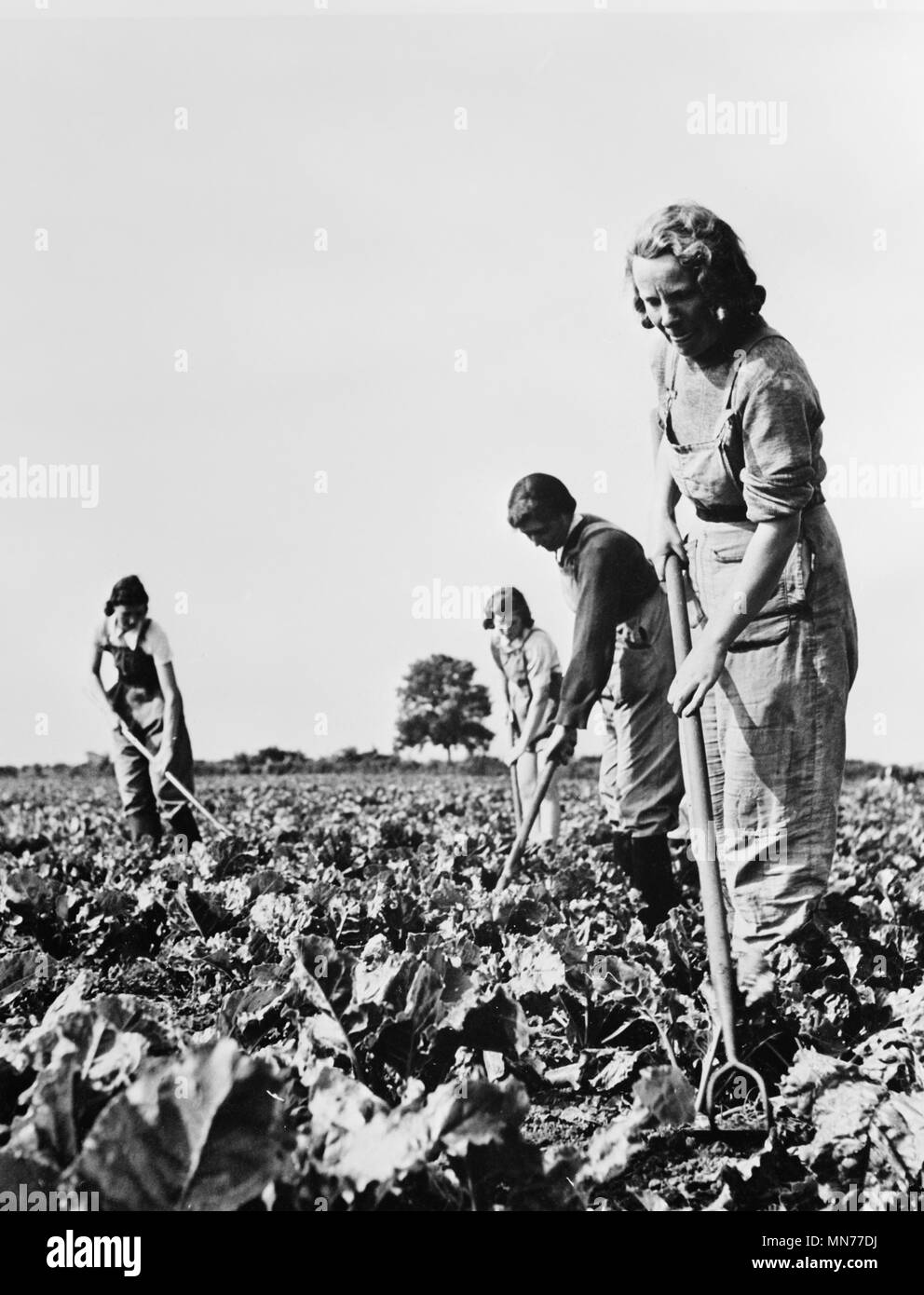 Gruppe von Frauen in Zuckerrüben Felder bei der Ernte, die als Teil des von der britischen Frauen Land Armee zu liefern England mit viel Essen während des Zweiten Weltkrieges, England, UK, US Office of War Information, April 1943 erforderlich Stockfoto
