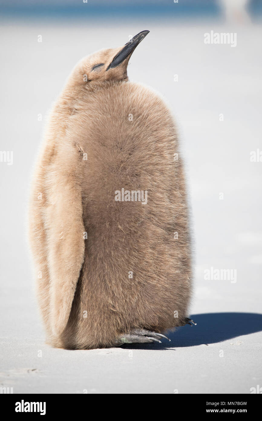 Königspinguin Stockfoto