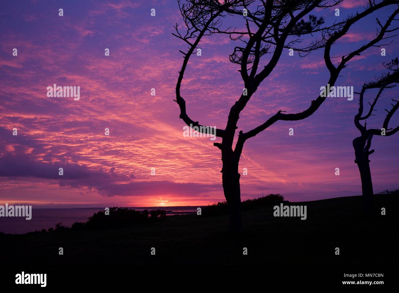 Wind fegte Bäume bei Sonnenuntergang über den Solent auf der Isle of Wight, Großbritannien Silhouette Stockfoto