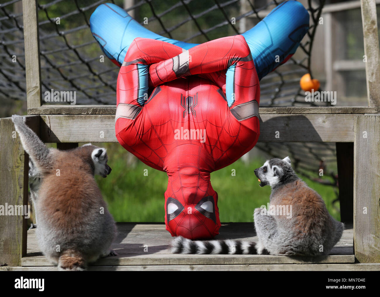 David Bharrat gekleidet wie Spiderman seine parkour Fähigkeiten an Blair Drummond Safari Park in Schottland zeigt, wie die Vorbereitungen für ihre super hero Wochenende am 26. und 27. Mai im Gange sind. Stockfoto