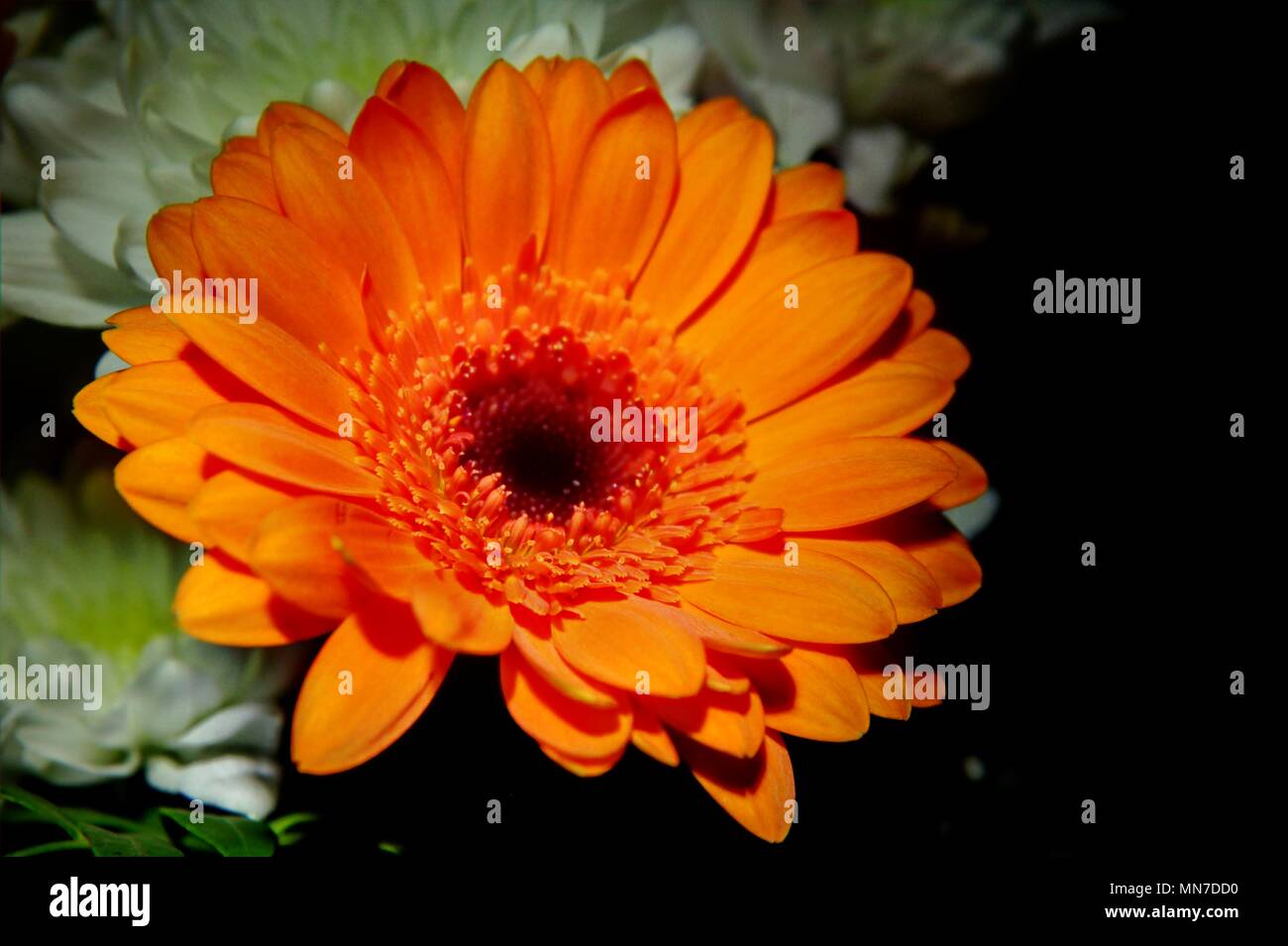 Einzelne große Orange Gerbera Blume mit dunklem Hintergrund. Stockfoto