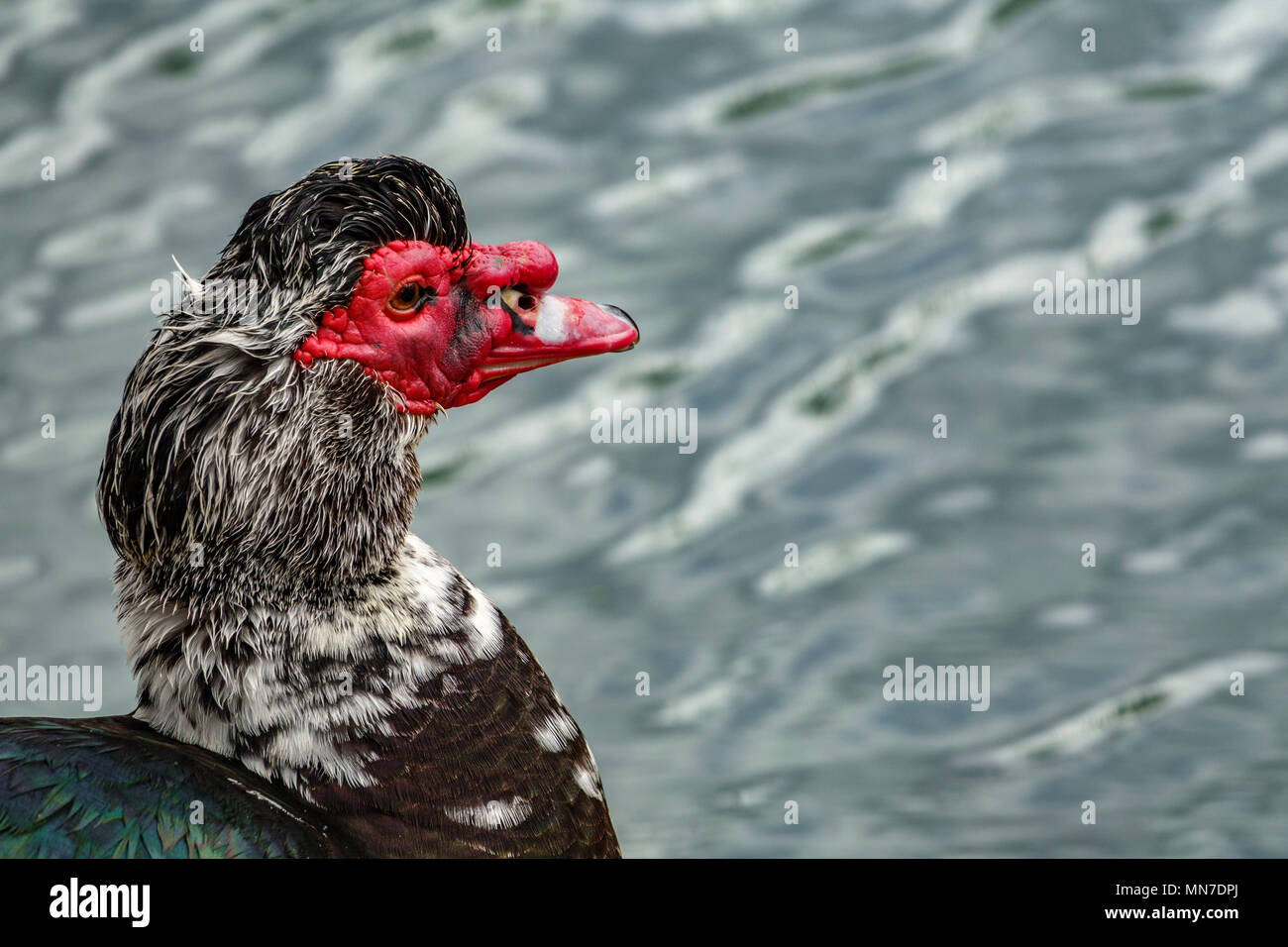 Profil von duck Kopf mit rotem Schnabel Stockfoto
