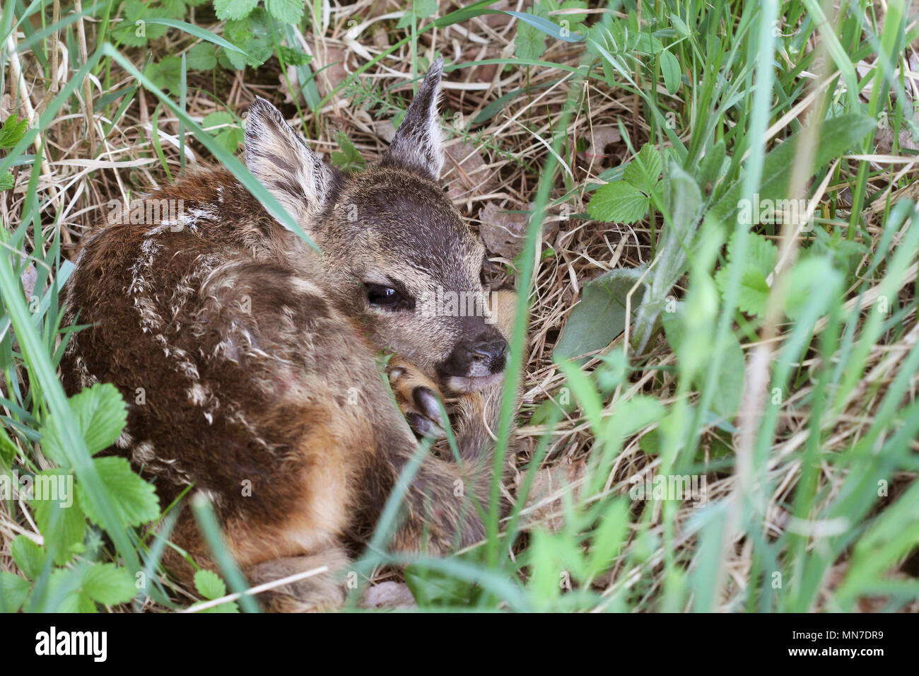 Kleines Reh im Gras. Lepus europaeus. . Wildlife Szene aus der Natur Stockfoto