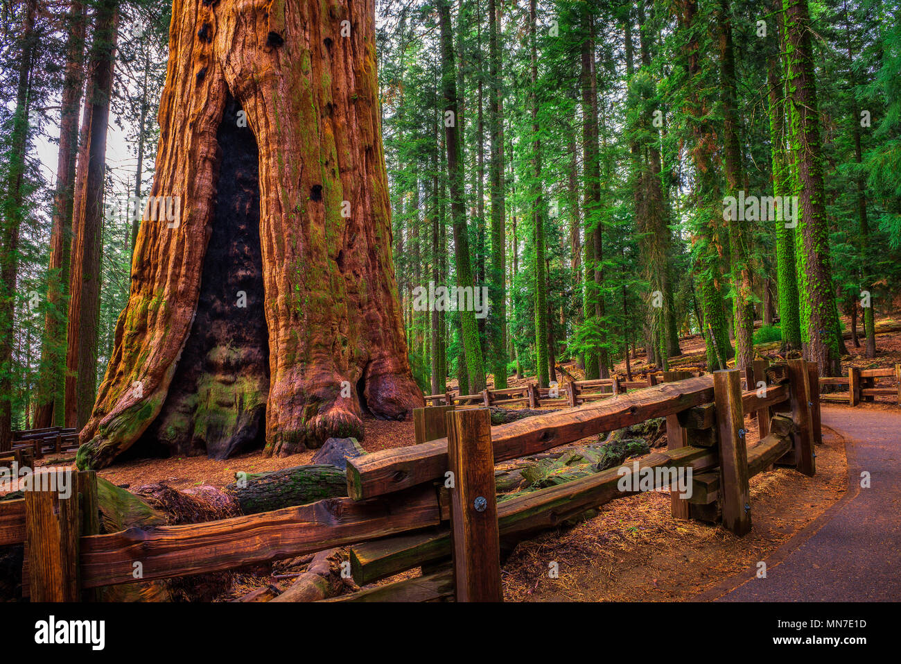 Alte General Sherman Baum im Sequoia Nationalpark Stockfoto