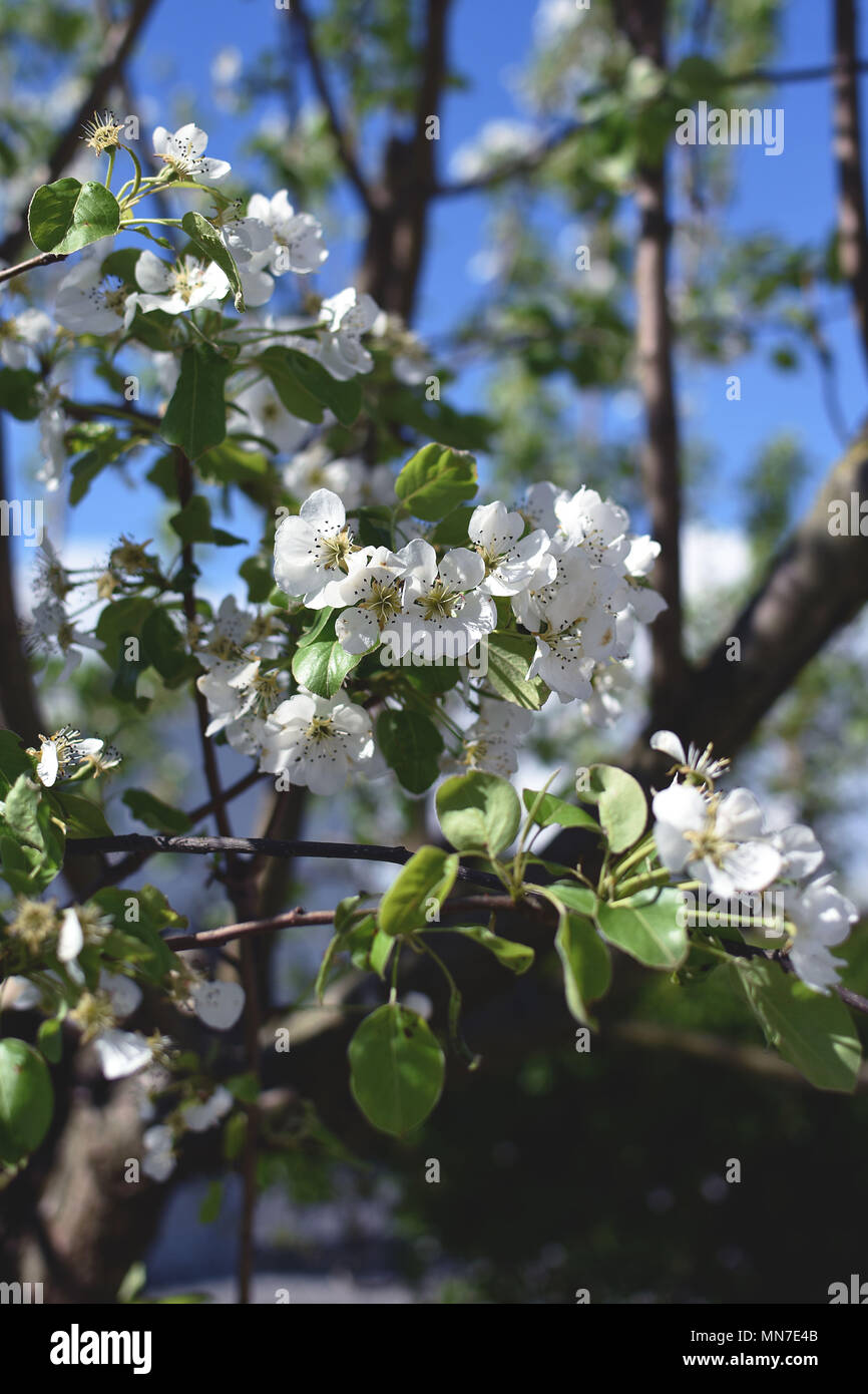Feder parfümierten Blumen erblühen. Weiße Blüten auf dem Gras fallen, die warme Brise bewegt sich ihr Haar. Zweige voll mit weißen Blüten. Stockfoto