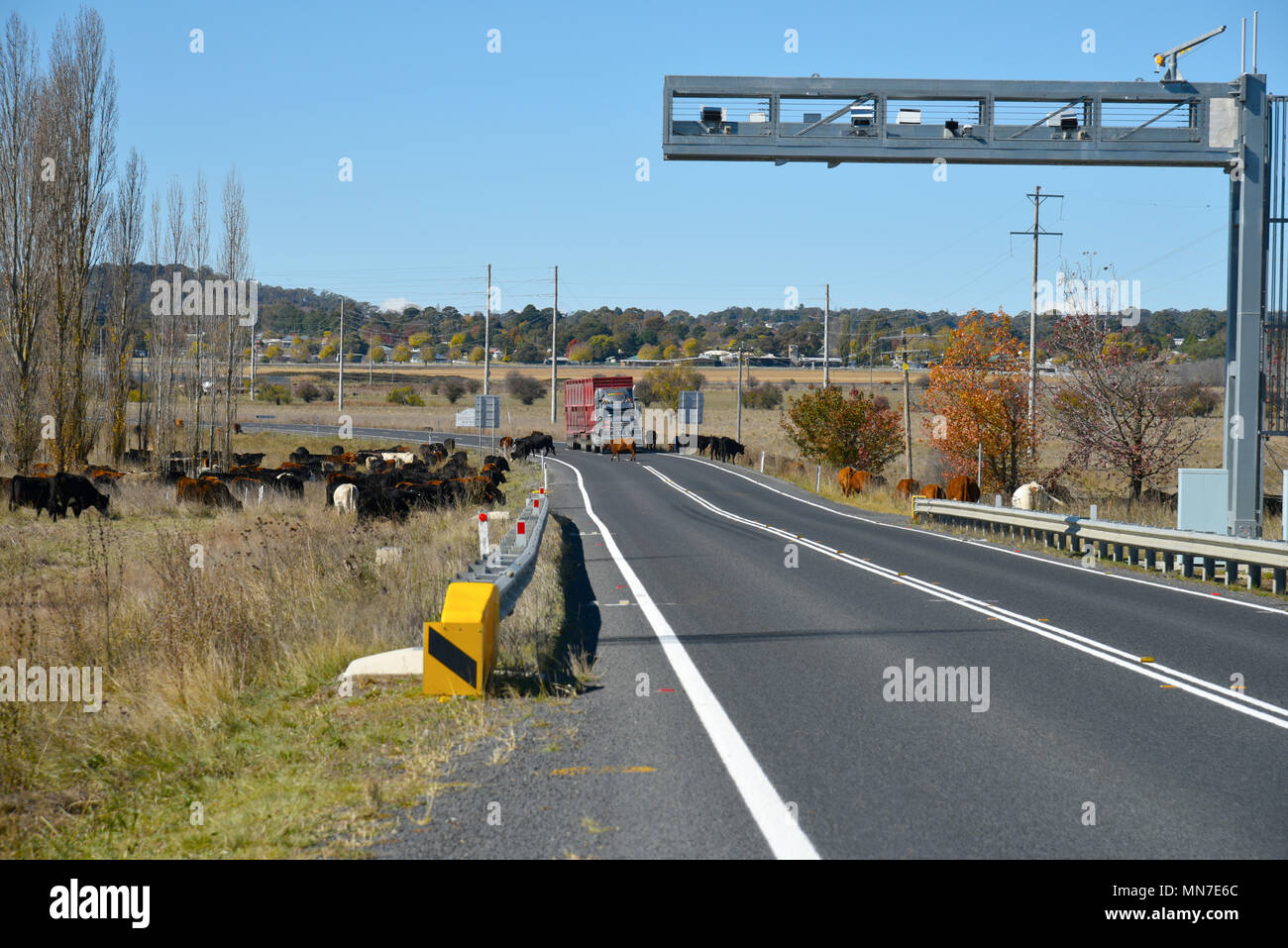 Rinder weiden an der Seite des Gwydir Highway nach Inverell in der Nähe von Byron Bay in New South Wales, Australien, wegen der Dürre dieses erzwingen Stockfoto