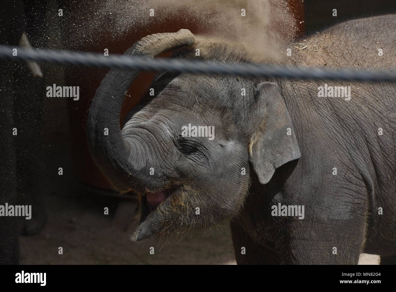 Madrid, Spanien. 14 Mai, 2018. Das baby Sumatra Elefanten "Vera", links, dargestellt in Madrid Zoo. "Vera", die am 21. März 2017 mit einem Gewicht von 80 Kilogramm nach 21 Monaten der Trächtigkeit angekommen, haben im ersten Jahr erreicht und zwei Monate des Lebens mit ausgezeichneter Gesundheit, gemäß dem Madrider Zoo keepers. Credit: Jorge Sanz/Pacific Press/Alamy leben Nachrichten Stockfoto