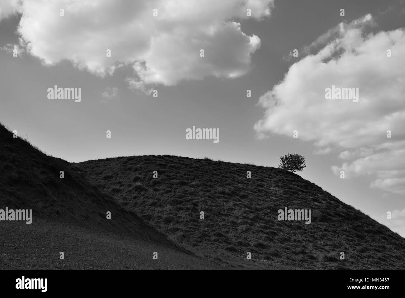 Einsamer Baum über Iacobdeal See, in Macin-gebirge, Rumänien Stockfoto