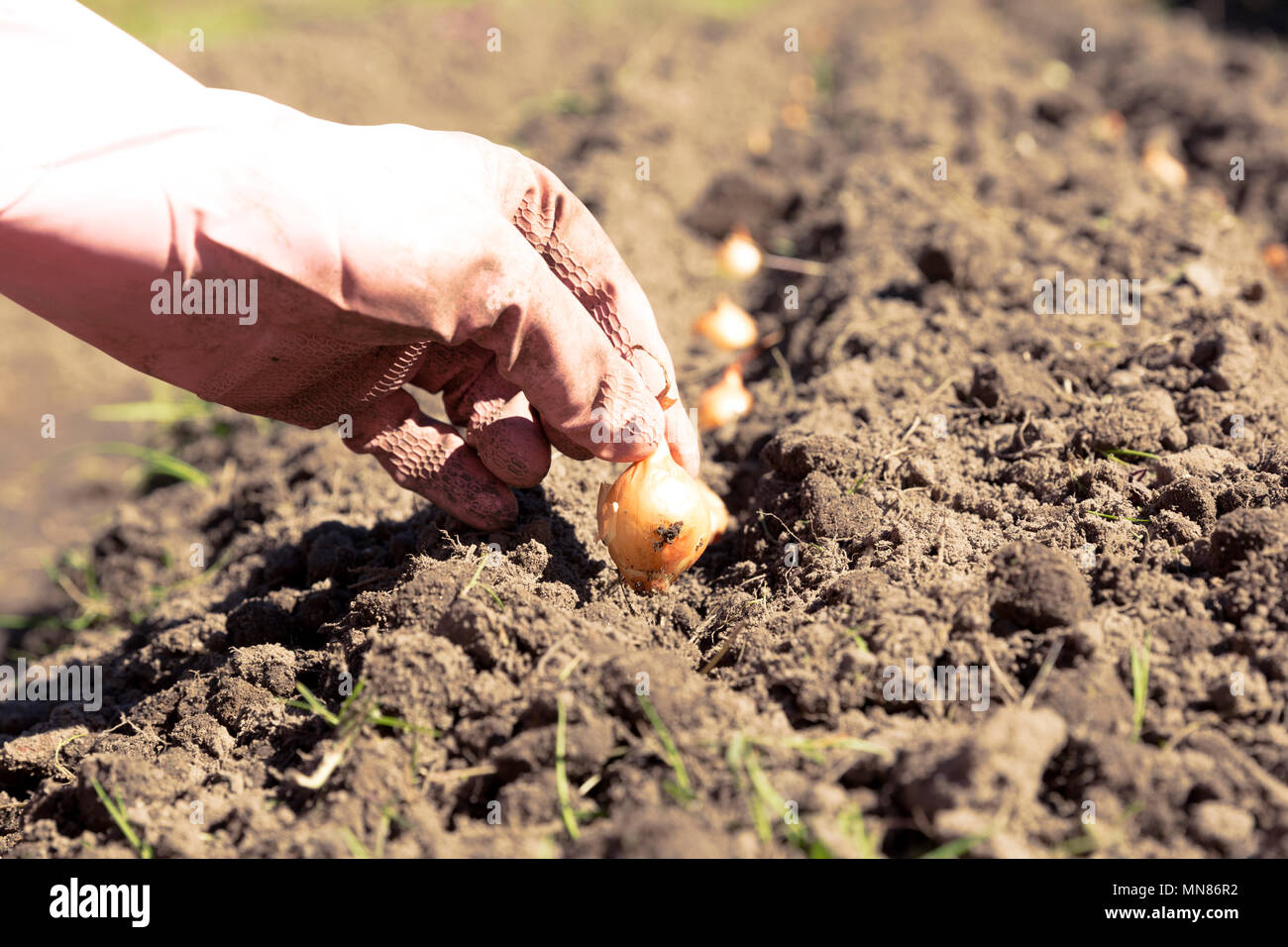 Hand der Frau einpflanzen Zwiebel im Gemüsegarten. Stockfoto