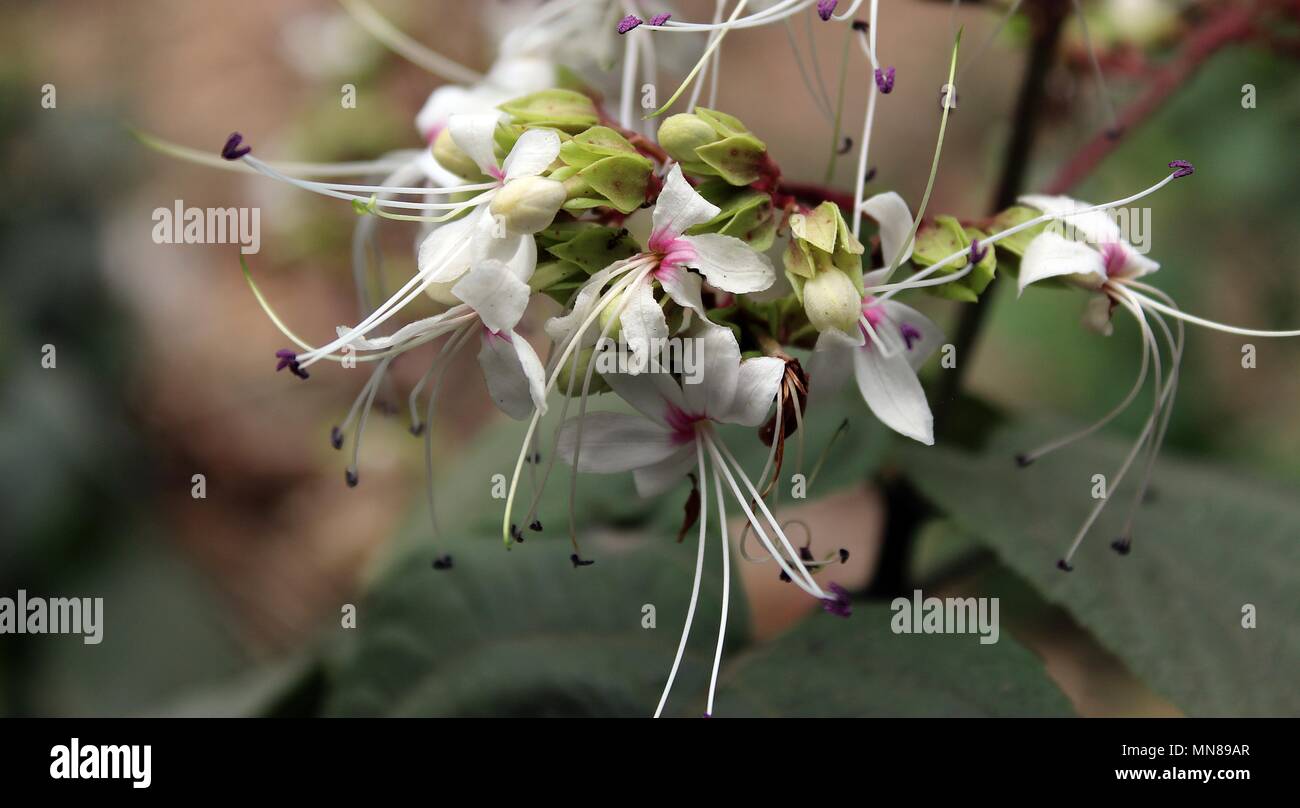 Natur Fotografie Blumen Foto Fotogalerie freie Bilder Stockfoto