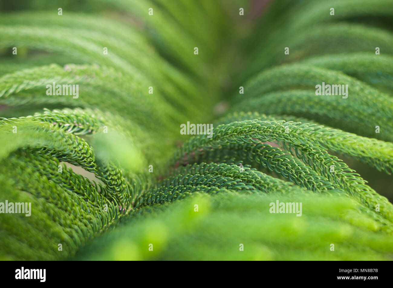 In der Nähe von Norfolk Island pine Zweig frischen unscharfen Hintergrund, Aruacaria araucana Stockfoto
