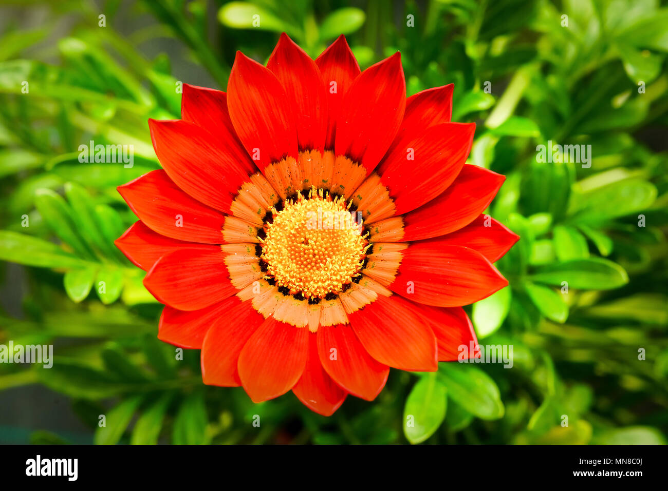 Gazania rigens Anlage öffnen, Frankreich. Stockfoto