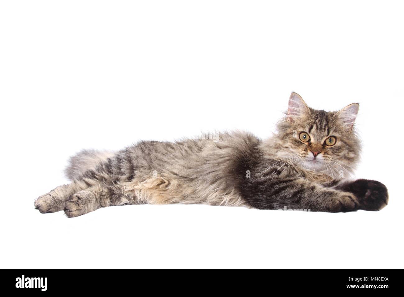 Deutsch Langhaar Katze liegend Stockfoto