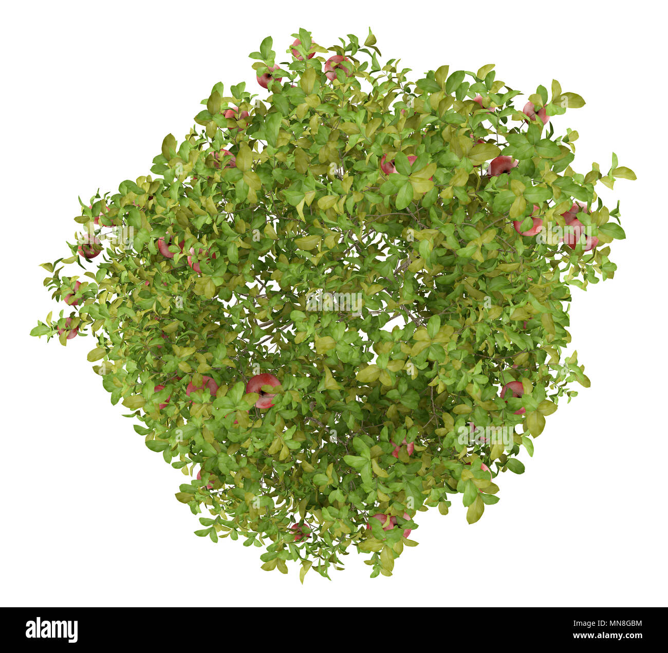 Blick von oben auf die apple tree mit roten Äpfeln auf weißem Hintergrund. 3D-Darstellung Stockfoto